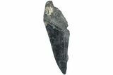 Partial Fossil Megalodon Tooth - South Carolina #226537-1